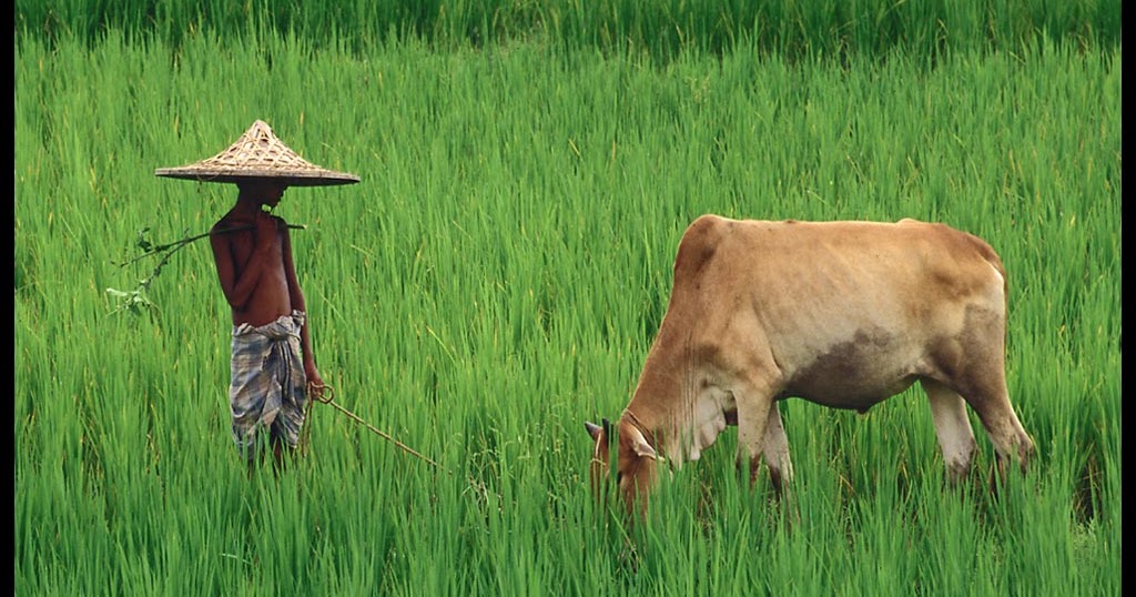 နွားကျောင်းသားတောင် ထောက်ခံစာယူနေကြရတဲ့ခေတ်