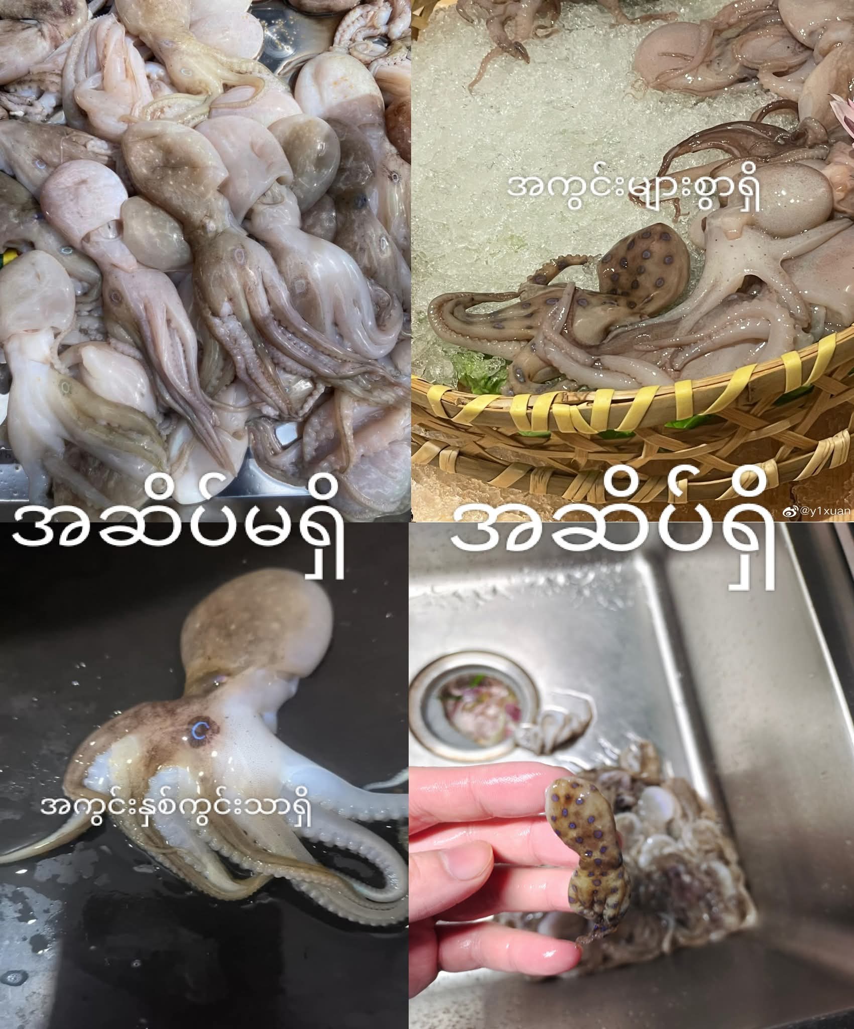 စားရင်လည်းသေနိုင် ကိုက် (တုတ်) ရင်လည်းသေနိုင်