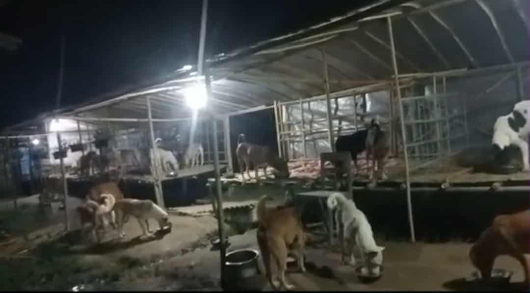 မှော်ဘီတွင် ခွေးစာကျွေးနေသည့် ကလေးငယ်အား ရိုက်နှက်ခဲ့သည့် တိဂေဟာပိုင်ရှင် အမျိုးသမီးကို ဖမ်းဆီး