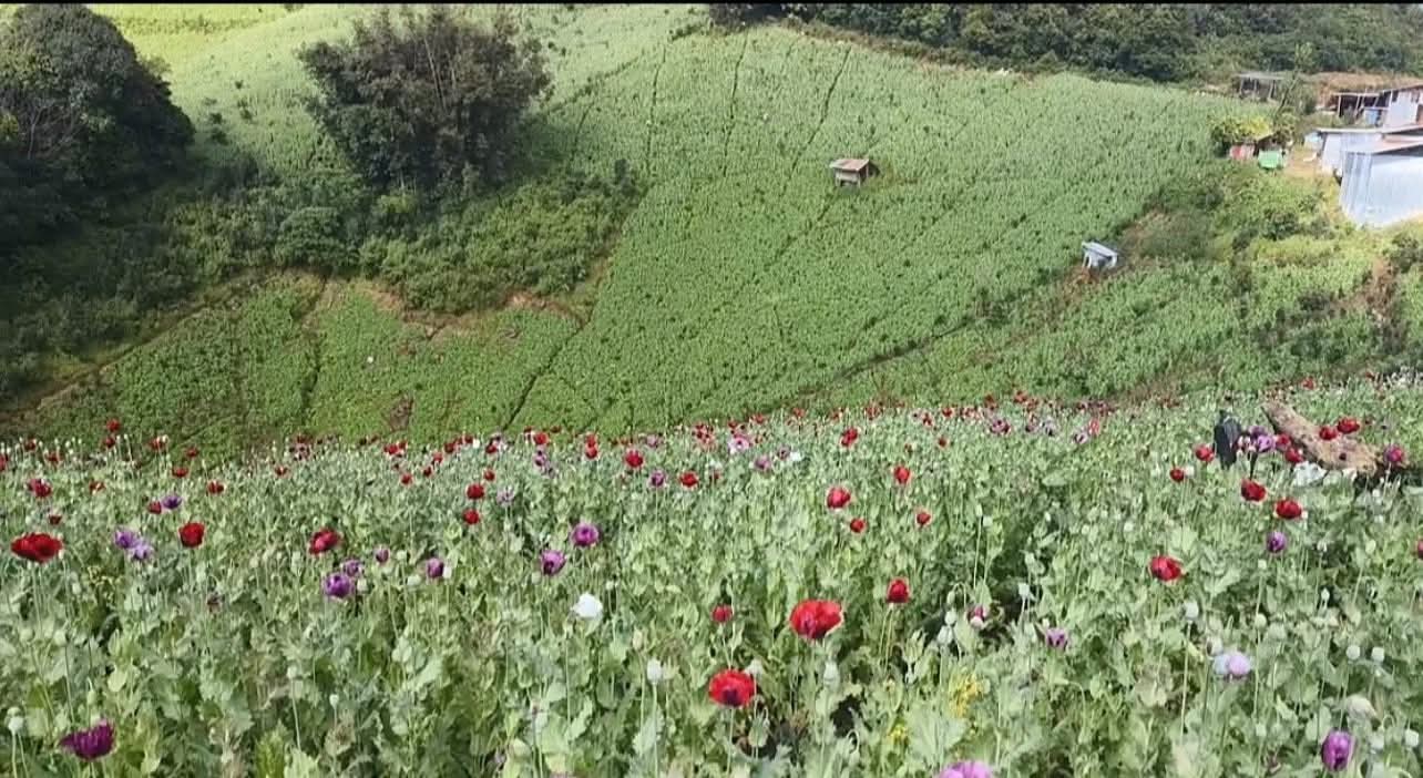 သမိုင်းဝင် ပင်လုံမြို့နဲ့ ၃မိုင်အကွာမှာ ရှိတဲ့  ဧကသိန်းနဲ့ချီ လျှို့ဝှက်ဘိန်းစိုက်ခင်းကြီး