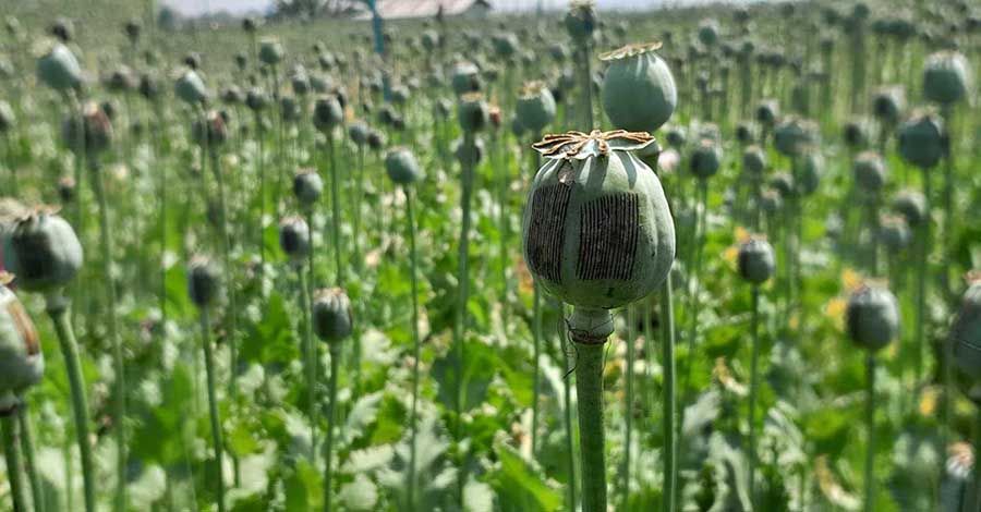 ကမ္ဘာ့ဘိန်းစိုက်ပျိုးမှု နံပါတ် ၁ နိုင်ငံအဖြစ် မြန်မာနိုင်ငံက ဆက်လက်ရပ်တည်