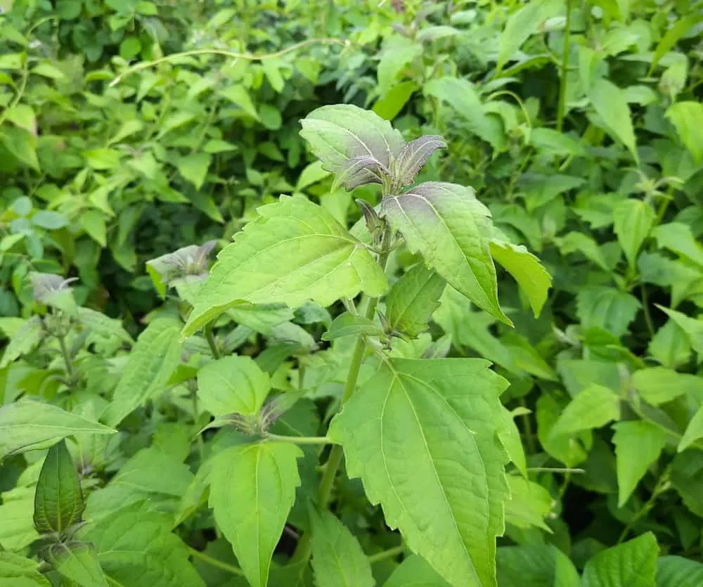 ဗိုက်ထဲက သန်ကောင်မှန်သမျှ အပြောင်ရှင်းထုတ်နိုင်တဲ့ “ဘိစပ်ရွက်အစွမ်း”