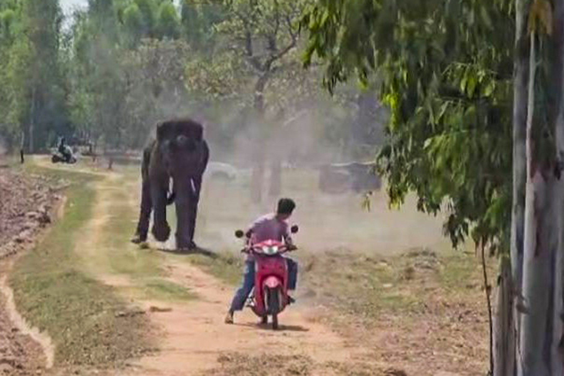 မိတ်လိုက်နေစဉ် အလောတကြီးလုပ်ခိုင်းသဖြင့် ပိုင်ရှင်ကို ဆင်ထီးက တိုက်ခိုက်