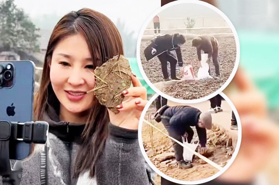 အမေပေးတဲ့လယ်တစ်ကွက်ကို အကျိုးရှိရှိ အပြားလိုက်ရောင်းစားတတ်သူ