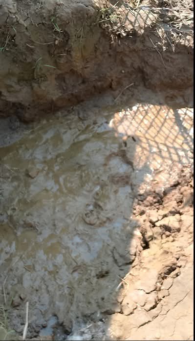 မြောင်းမြပေါ်တော်မူဖြစ်စဉ် Update