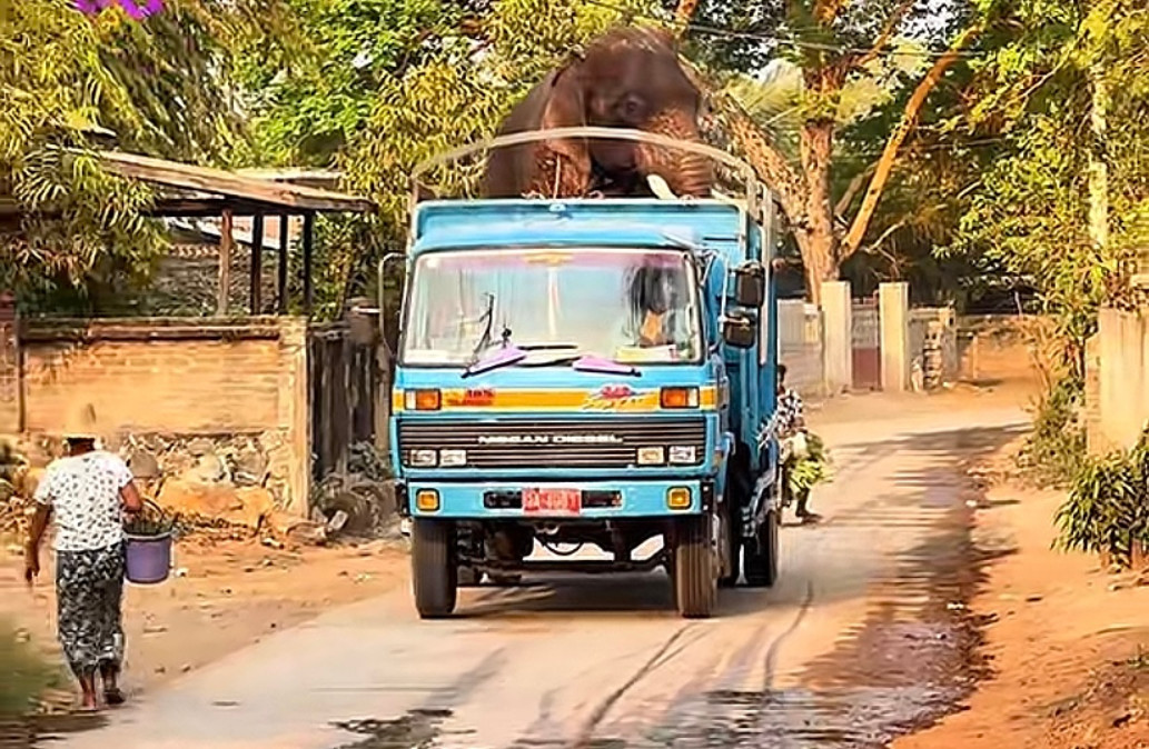 အလှူလှည့်တဲ့ ကျောက်ဆည်ဆင် ဓာတ်လိုက်သေဆုံး