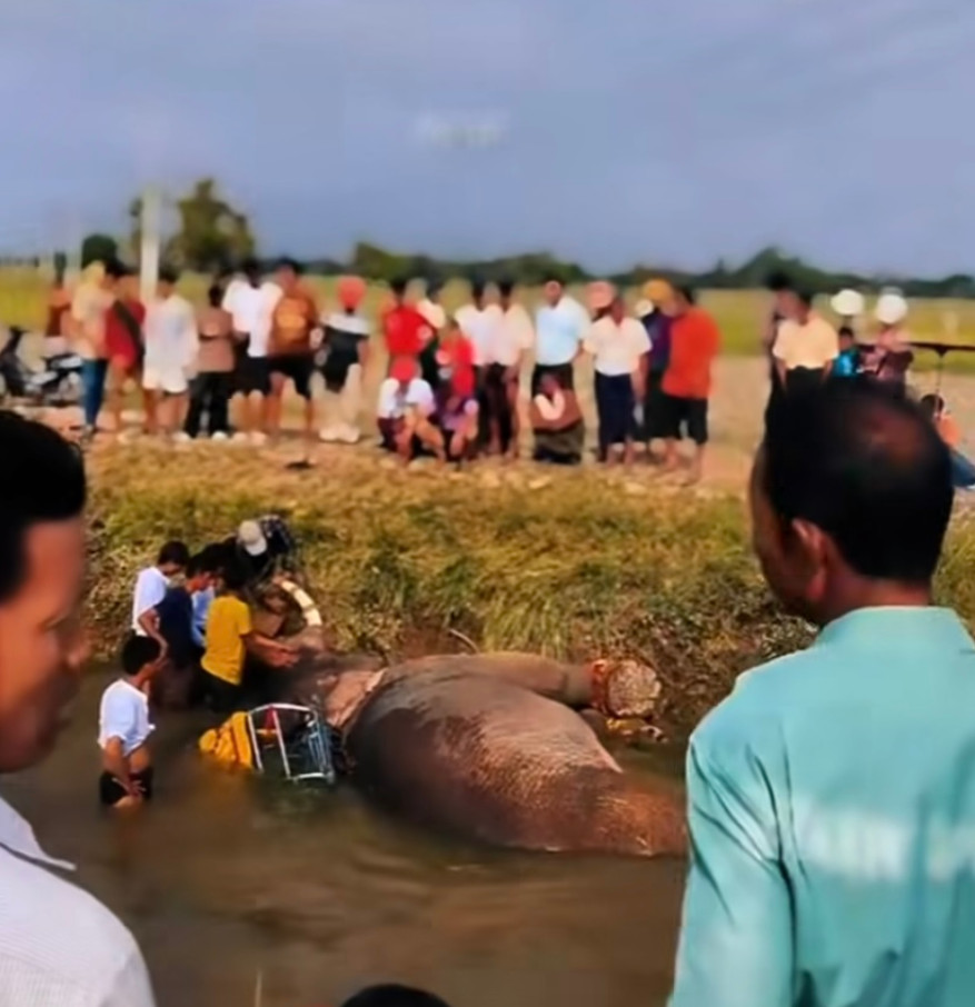 အလှူရှင်မိသားစုအတွက် အသက်ပေးကာကွယ်သွားခဲ့တဲ့ ဆင်ရတနာလေး