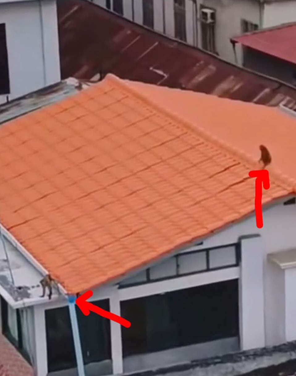 မန္တလေး ဘုရားကြီးဖက်က ငတက်ပြား မျောက်အဖွဲ့