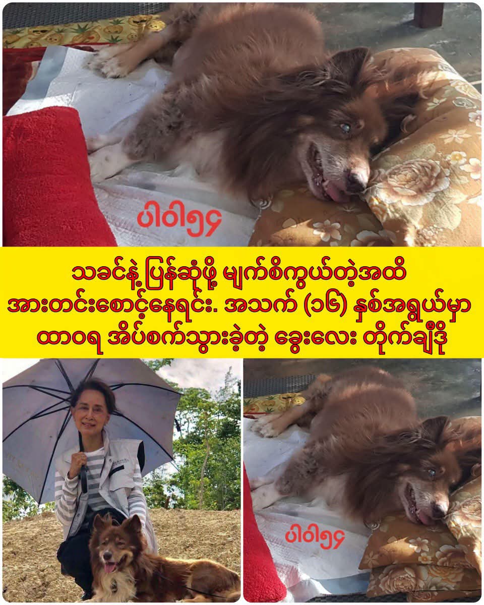 အသက် (၁၆) နှစ်အရွယ်မှာ ထာဝရ အိပ်စက်သွားခဲ့တဲ့ ခွေးလေး တိုက်ချီဒို