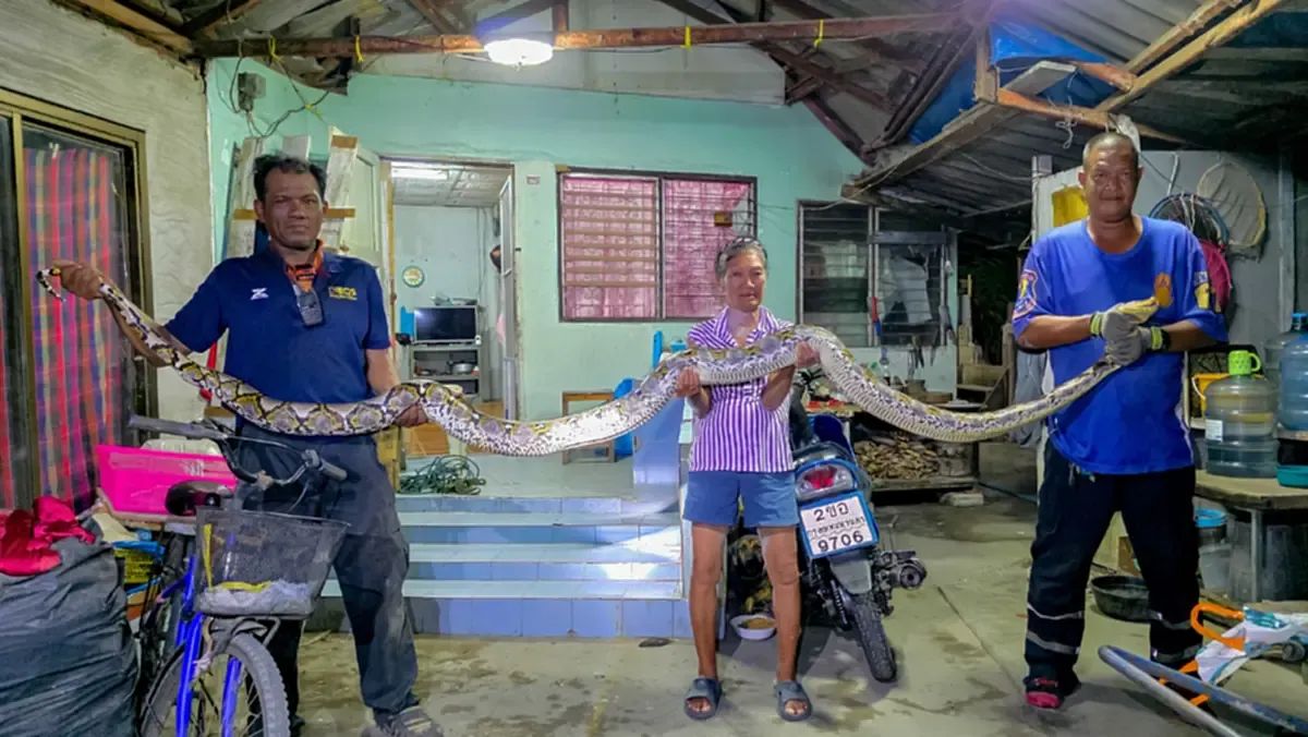 အိမ်စောင့်မြွေလို့ အဖွားယုံကြည်တဲ့ စပါးအုံးကြီး